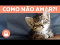 Gatos fofos e engraados para melhorar seu dia  compilao 