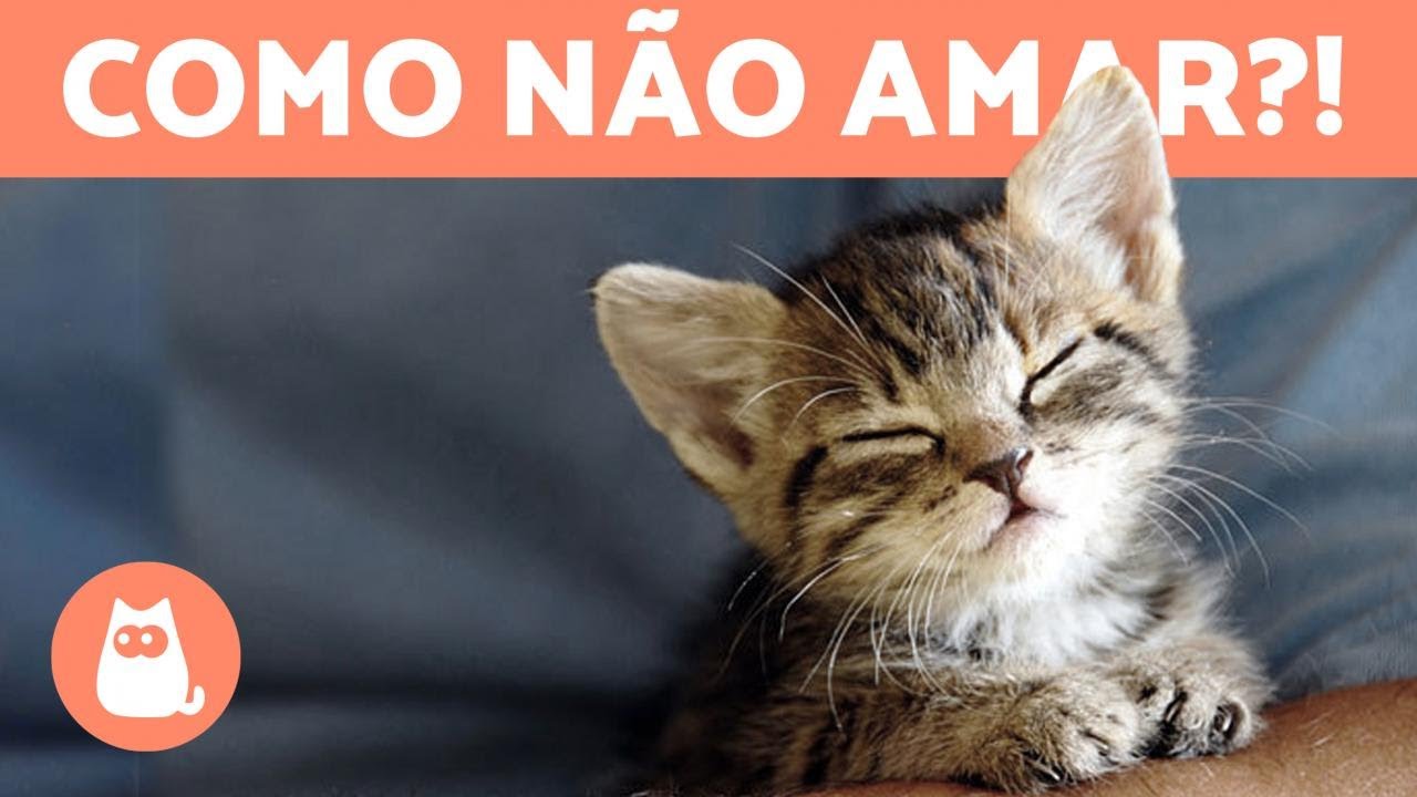 Gatos engraçados - Os melhores vídeos de Gatos engraçados 