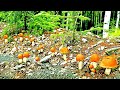 Осень! Тайга меня кормит - нашел грибной лес! У ручья полно грибов - тихая охота удалась! Грибы 2021