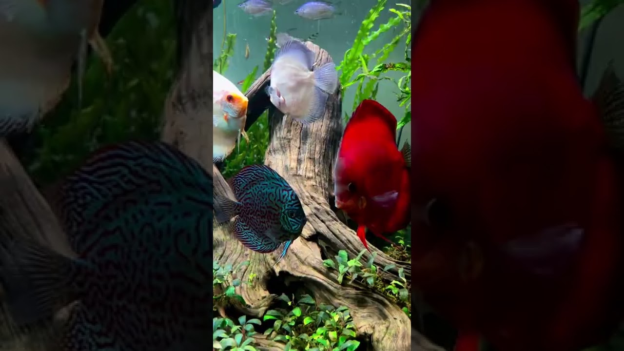 Discus YouTube