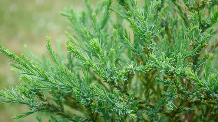 Growing A Giant Sequoia / Redwood Tree - Year 3 (2023)
