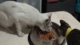 COCO HAVE NO LUNCH Vlog#131 #coco #cat