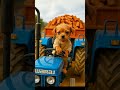 #viralvideo #cartoonart #memes #cartoons #trending #video
