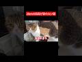 運動音痴すぎる猫 #ぽこ太郎 #猫 #cat