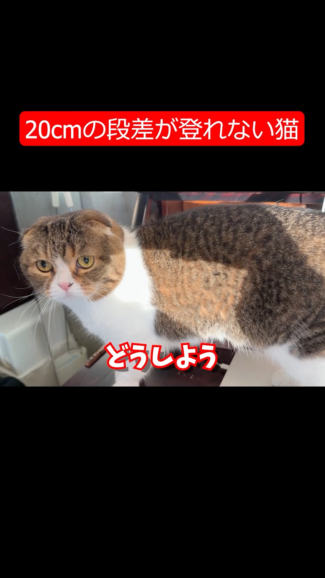 ぽこ太郎 スコスコぽこ太郎ファミリー - YouTube