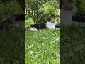 CoCo the calico