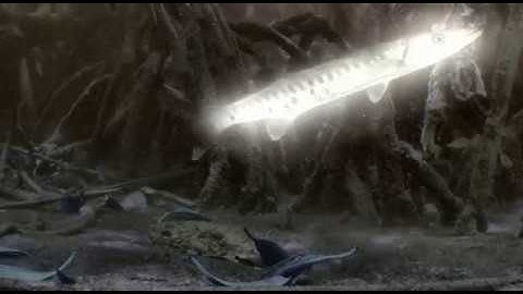 Fish AI Deep Learning