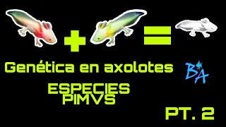 Genética en Axolotes Ajolotes y más en Especies PIMVS pt.2