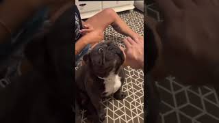 Dog Trips Reacting to Hand Stacking Trend