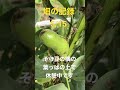 [畑の記録5/15]雨上がりの畑　アマガエルがそら豆の葉っぱで休憩