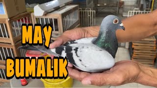 MAY BUMALIK BAWAS ANG MGA BUNTOT |Reggie Cruz Loft & Aviary #pigeon #birds #reggiecruzloftandaviary