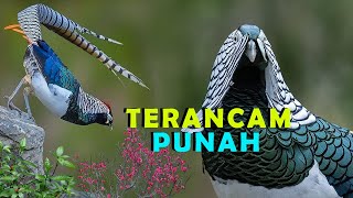 4 AYAM PEGAR Langka Sukses Kami Rekam Di Alam | penelusuran
