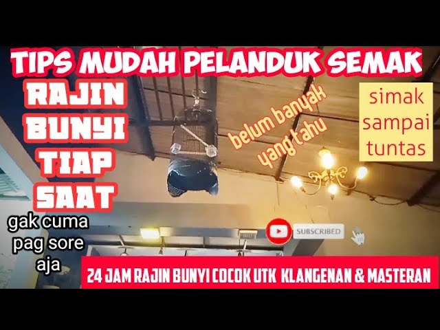 TIPS MERAWAT BURUNG PELANDUK SEMAK BIAR CEPAT GACOR class=