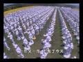 贺2010世界法轮大法日 风雨同舟 与李洪志师父生日 贺2010世界法轮大法日 风雨同舟 与李洪志师父生日