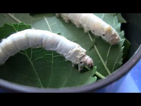 Видео: Чернична копринена буба. Пашкули от копринена буба