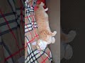 Cute Barsik Cat Cute Pets Kitty Funny Funnycats Shorts Cute Barsik Cat Cute Pets Kitty Funny Funnycats Shorts