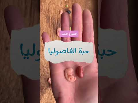 تطور شكل الجنين من الاسبوع الخامس للاسبوع الثاني عشر مع ماما رشيدة