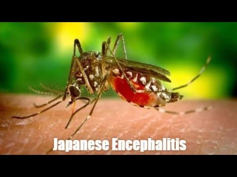 જાપાનીઝ એન્સેફાલીટીસની રોગચાળા