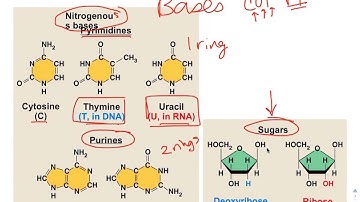 Chapter 5 Screencast 5.5 Nucleic Acids