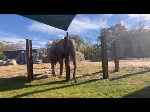 Tamani Male Elephant Kept Us Entertained with His Trunk | Meeting Other