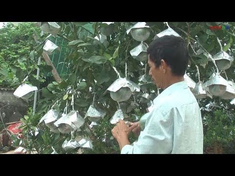 Video: Ghép Quả Việt Quất
