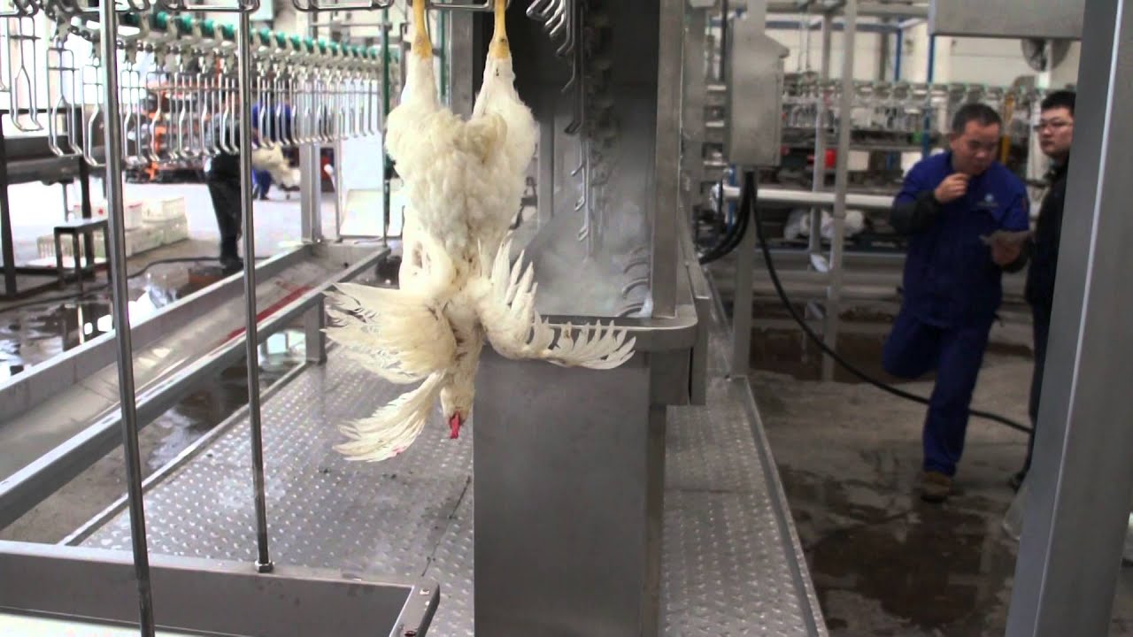 COMPACT POULTRY PROCESSING EQUIPMENT YouTube
