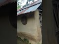 Axom amar rupohi #villagelife #viralshorts