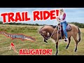 TRAIL RIDE ON MY COLT | WE SAW AN ALLIGATOR!