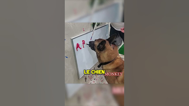 Ce Chien est Super Intelligent 🧠