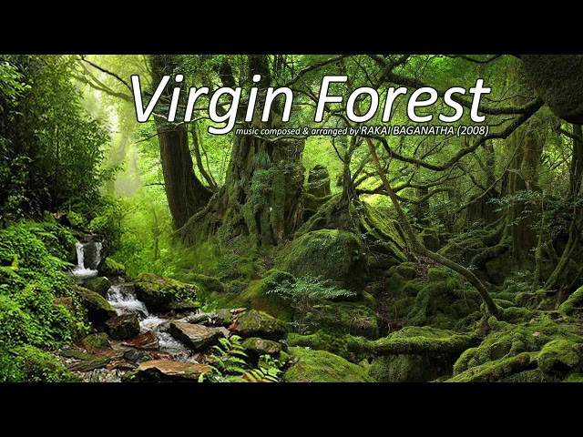 Virgin Forest - Music for Insomnia class=