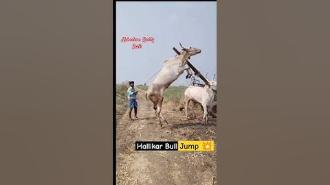 Hallikar Bull jump like 🐎🔥.#subscribe