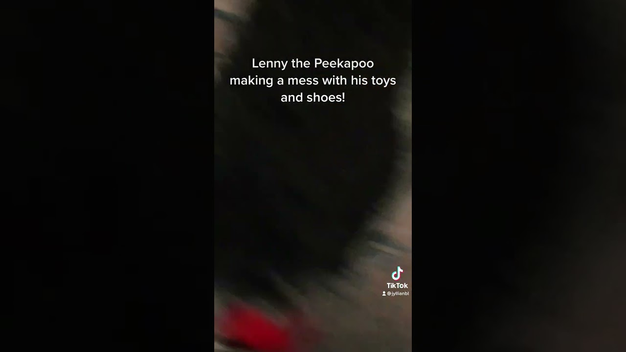 Lenny the Peekapoo making a mess with his “toys”!