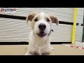 7 Month Old Terrier Mix 7 Month Old Terrier Mix