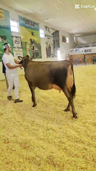 #milk #jerseycows #semex