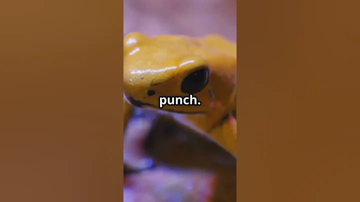 top 5 dangerous animals in the world #shorts #shortvideo #animals