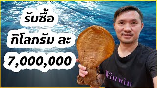 รับซื้อกระเพาะปลา กิโลละ 7,000,000