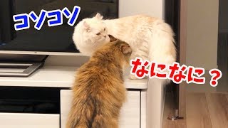 ちゃちゃとマロンは強い友情で結ばれている。...