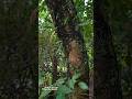 Green Harmony: Mistletoe Vines on forest Trees 🌿✨ #nature #healing #forest