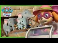 Jungle Rescue Pups save the Elephant family and more! | PAW Patrol Cartoons for Kids Comoilation