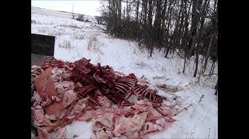 Snaring coyotes Nov25