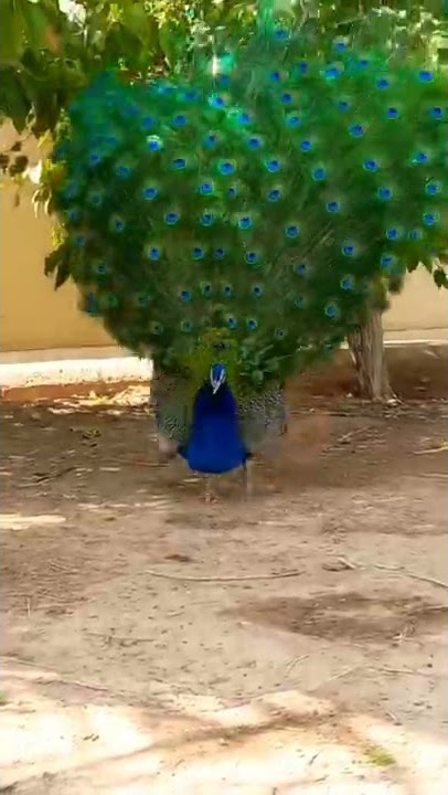 aksi burung merak mekar!!mashya Allah 🤲 #shorts