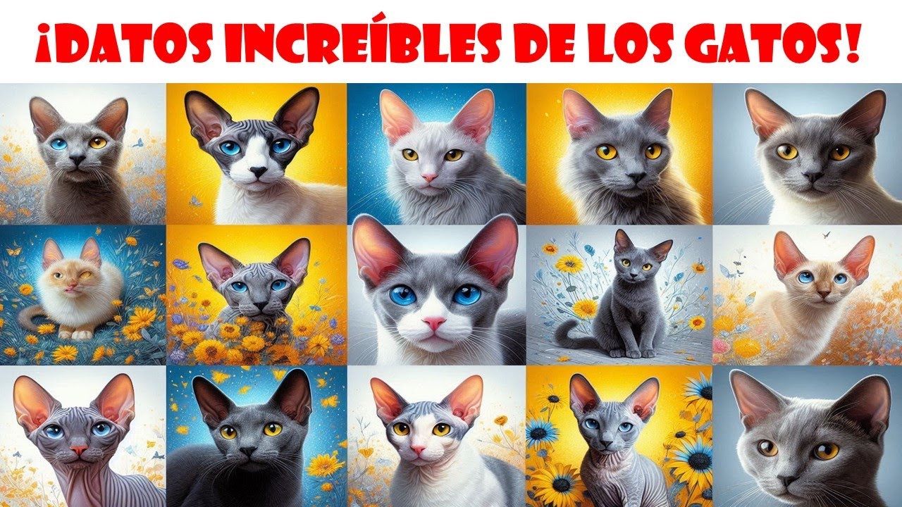 Estas razas de gatos son perfectas para niños (y hay alguna que no  esperábamos)