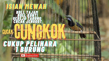 CUNGKOK GACOR ISIAN MEWAH ROLL TEMBAK PANJANG, ROLL KUNTI, GEREJA TARUNG, JENGGOT MASTERAN TERBAIK