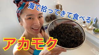 スーパーフード！「アカモク」を拾って食べてみた！美味しすぎ♪