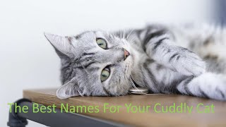 The Best Name Ideas For Your Cuddly Cat by We Love Cats 36 views 2 years ago 2 minutes, 37 seconds