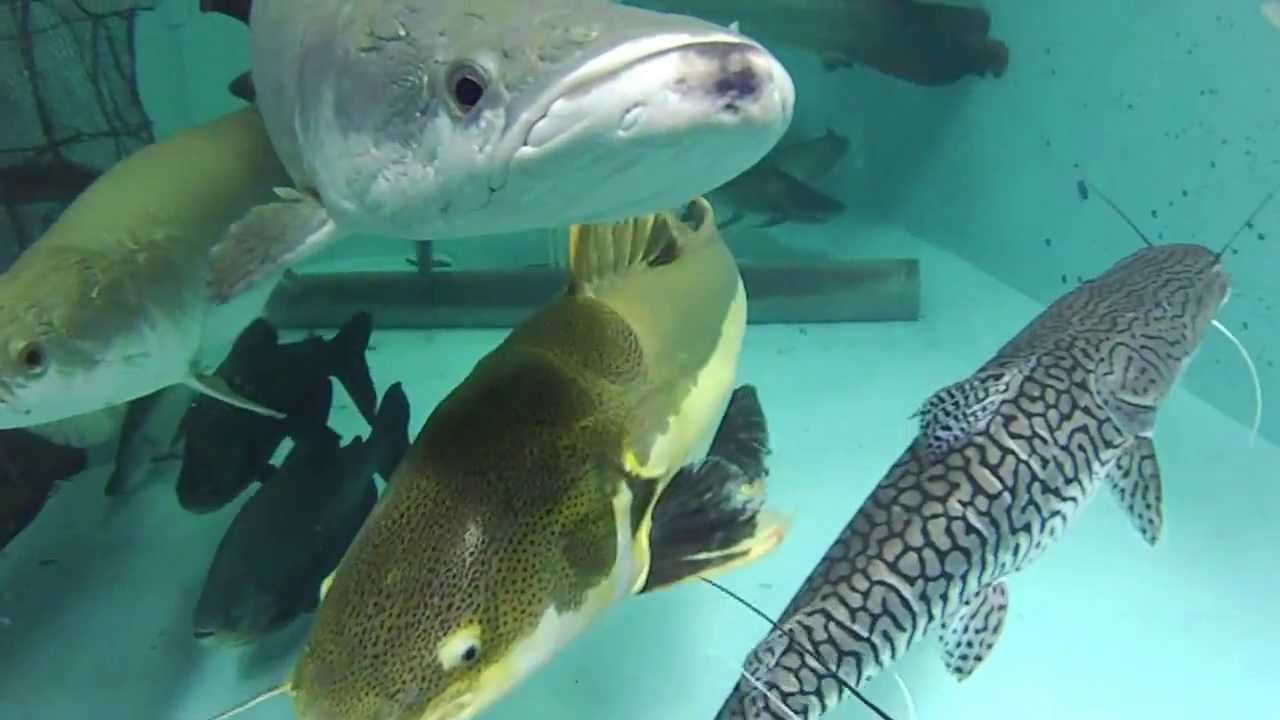 大型魚餌やり風景水中から コロソマ パールン ピラルクなど Youtube