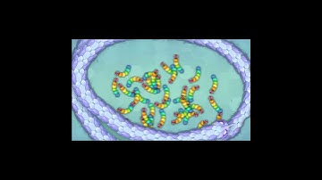 Capturing 50 Snakes Animation In Snake.io / WORLD RECORD?