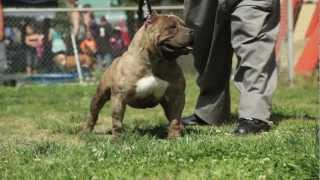 AMERICAN BULLY: THE EXTREME BEASST FROM CRUSHER CAMP
