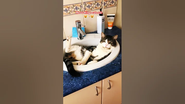 Video 6502891: cats meowing compilation funnycats, cats funnycats meow cute, cat meowing compilation funny