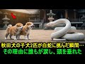 秋田犬の子犬2匹が白蛇に挑んだ瞬間…その理由に誰もが涙し、頭を垂れた 「秋田犬の日本の奇跡」#感動ストーリー#秋田犬 #犬の物語